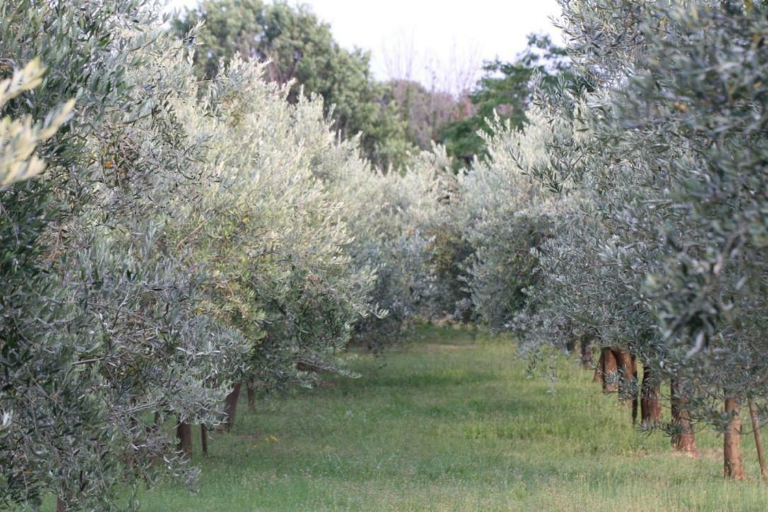 Premantura Olive Garden Villa Eksteriør bilde